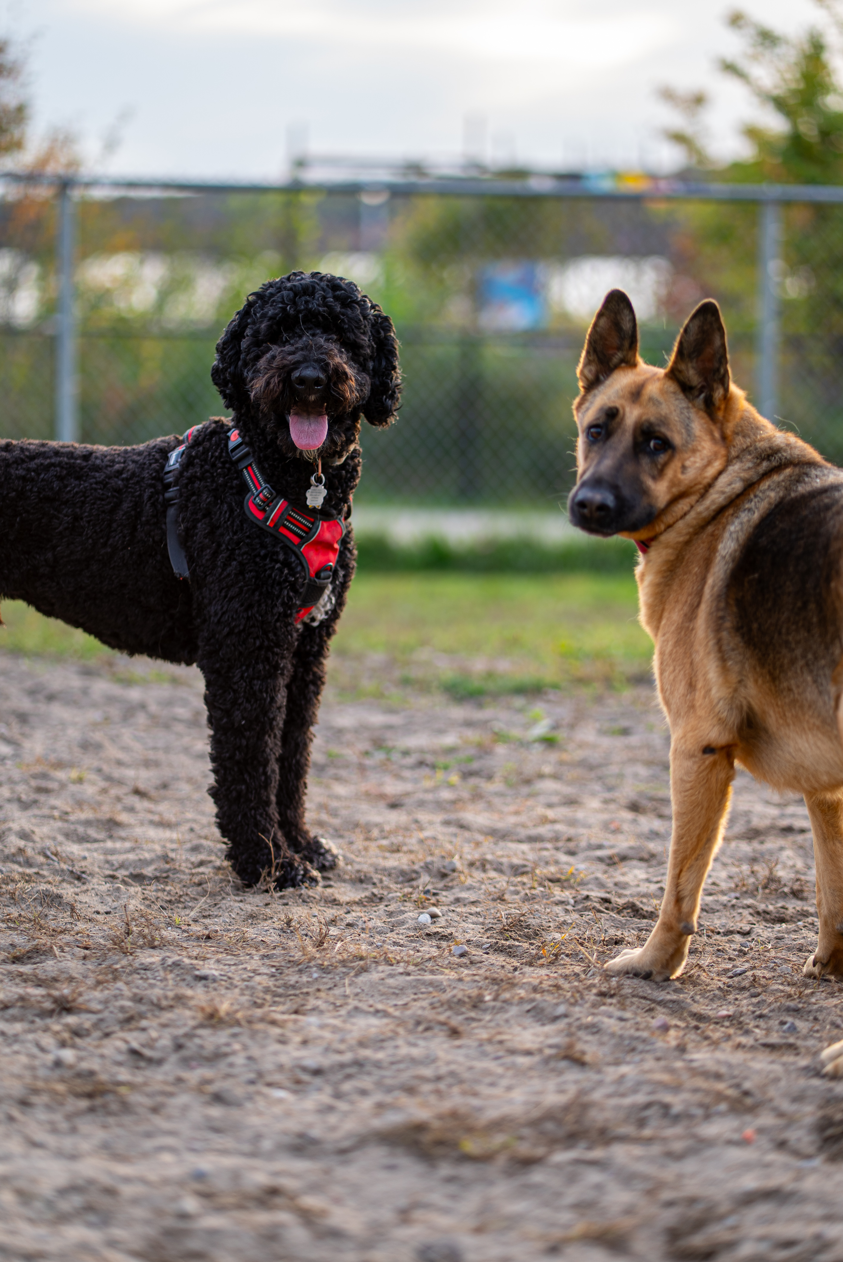 DogPark 07686